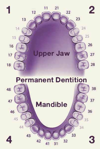 Permanent Dentition